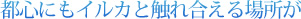 都心にもイルカと触れ合える場所が