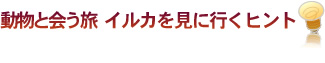 動物と会う旅　イルカを見に行くヒント