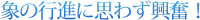 象の行進に思わず興奮