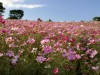 昭和記念公園・国営正統派公園