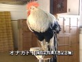 長尾鶏センター